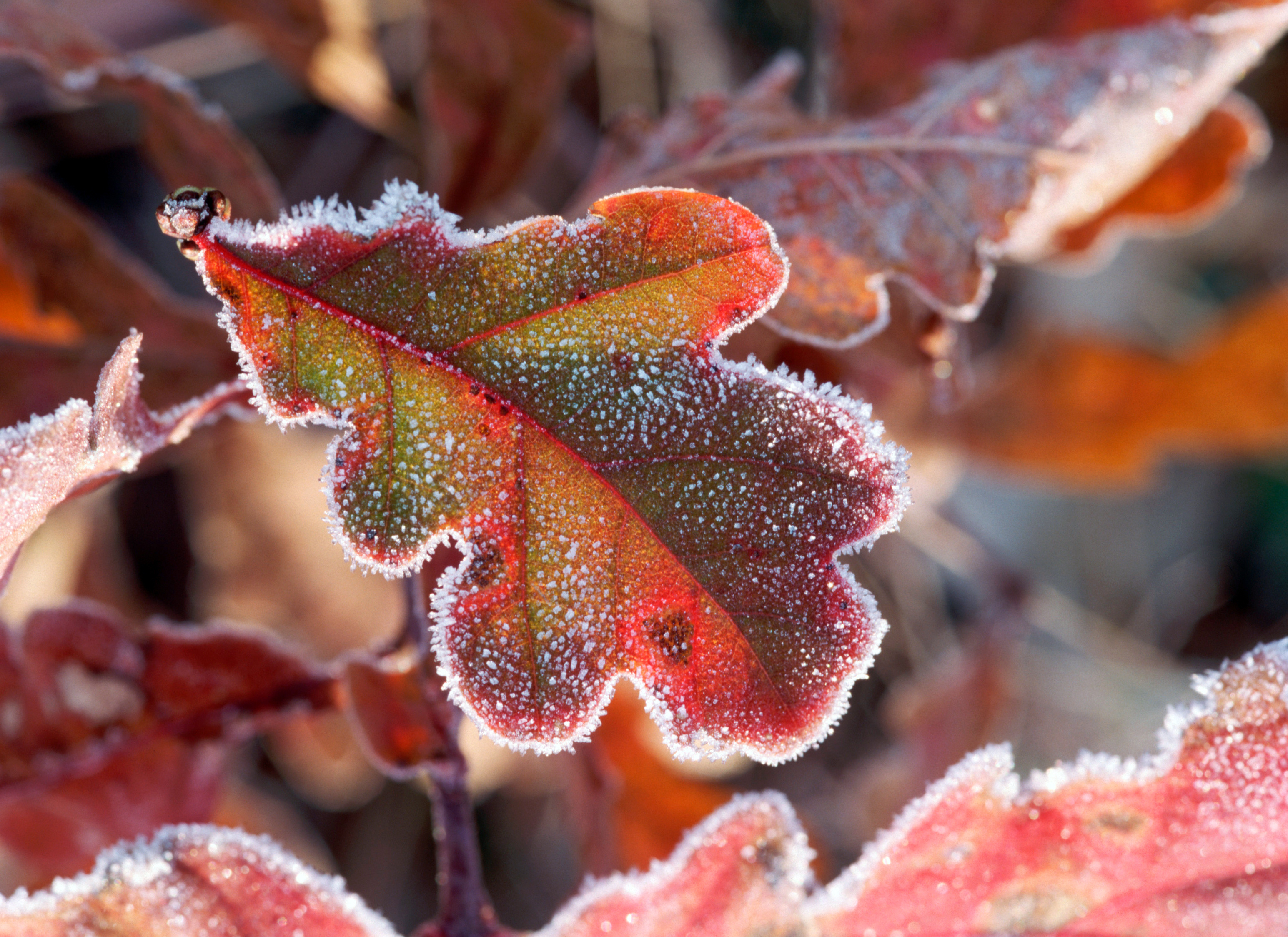 leaves