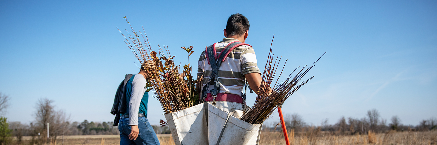 Planting Trees